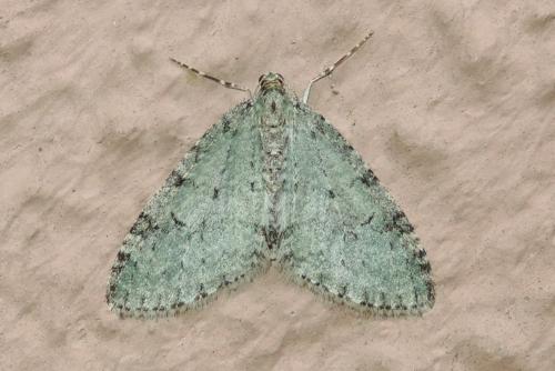 Réf. 274 089 : Trichopteryx carpinata